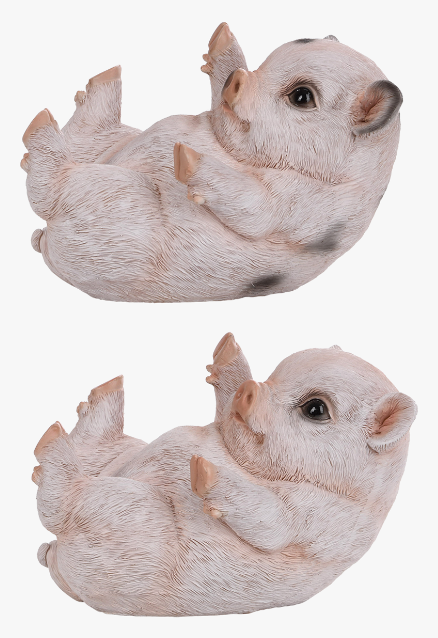 Piglet Lying Ass - Chinchilla, HD Png Download, Free Download