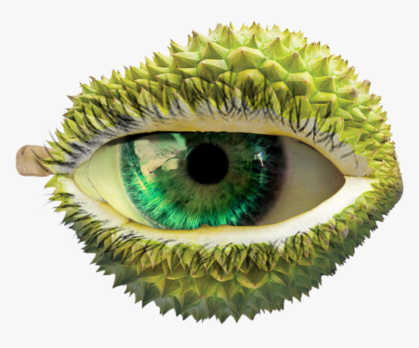 Durian Png , Png Download - Close-up, Transparent Png, Free Download