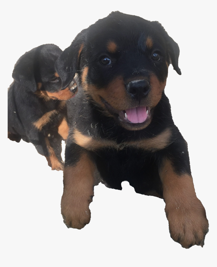 Rottweiler Puppy Png Clipart - Rottweiler, Transparent Png, Free Download