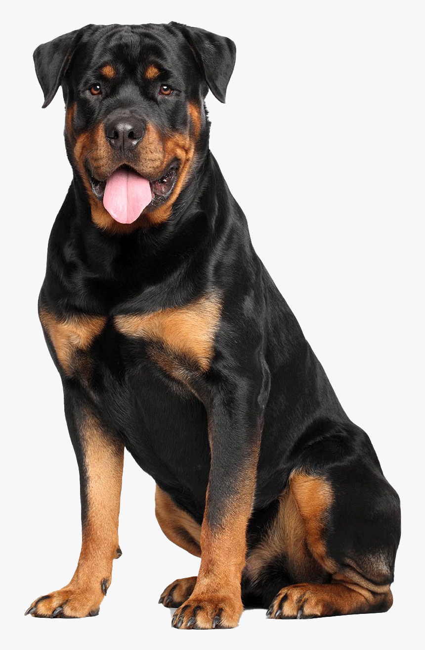 Rottweiler Png Picture - Rottweiler Transparent, Png Download - kindpng