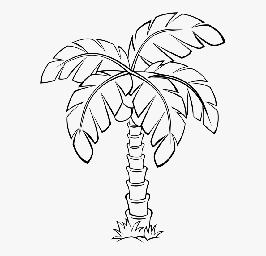 Sabal Palm Palm Trees Flowering Plant Drawing Cc0 - Sabal Palm Tree ...