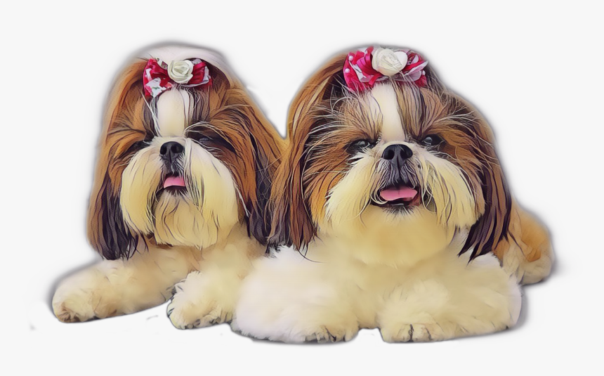 #shihtzu - Shih Tzu Desenho Png, Transparent Png, Free Download