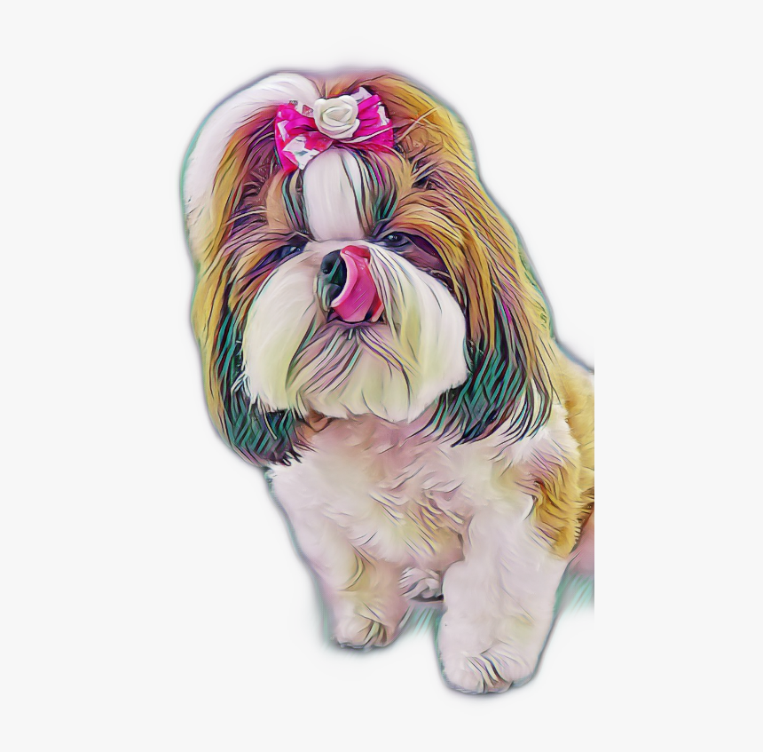 Shih Tzu, HD Png Download, Free Download