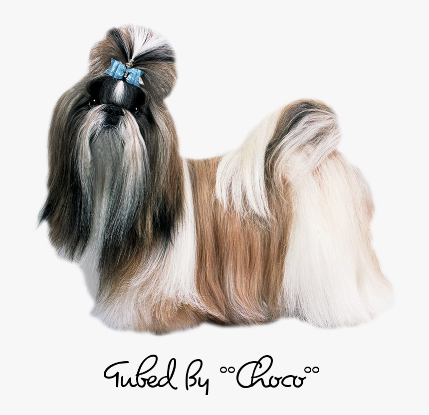 Shih Tzu, HD Png Download, Free Download