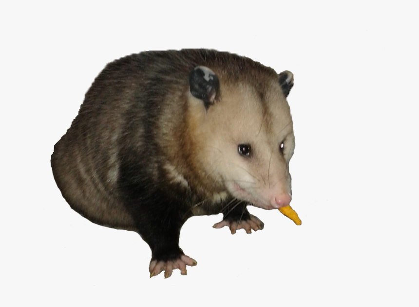 Common Opossum, HD Png Download, Free Download