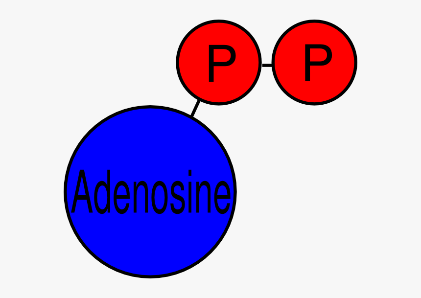 Adp Clip Art - Adenosine Diphosphate Clipart, HD Png Download, Free Download