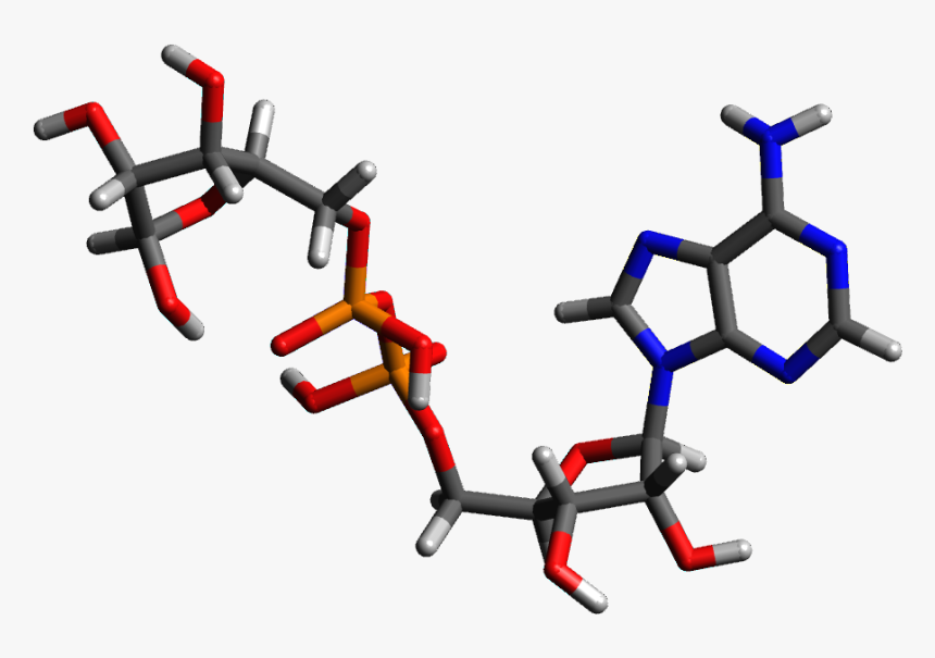 Adp catalogue. Аденозин пирофосфат. Рибоза трехмерная модель. Модель молекулы АДФ. Diphosphate.