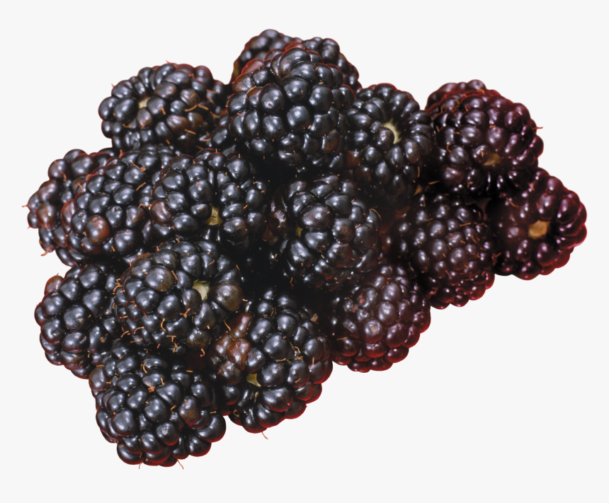 Blackberry Png, Transparent Png, Free Download