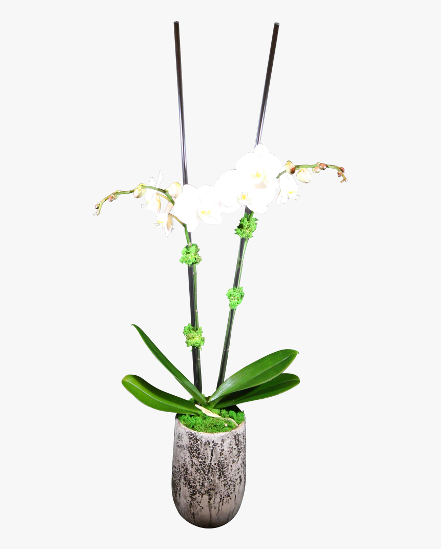 Double-stem Phaelanopsis Orchid - Lily Of The Valley, HD Png Download, Free Download