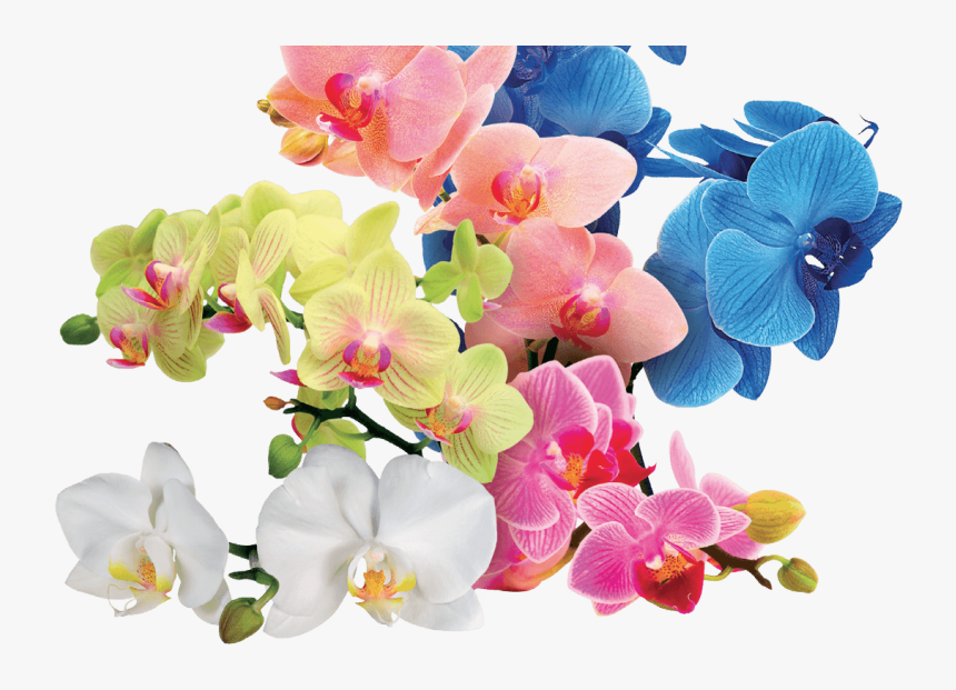 Moth Orchid, HD Png Download, Free Download