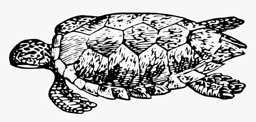 Turtle Tortoise Black And White Reptile - Tartaruga Png Preto E Branco, Transparent Png, Free Download