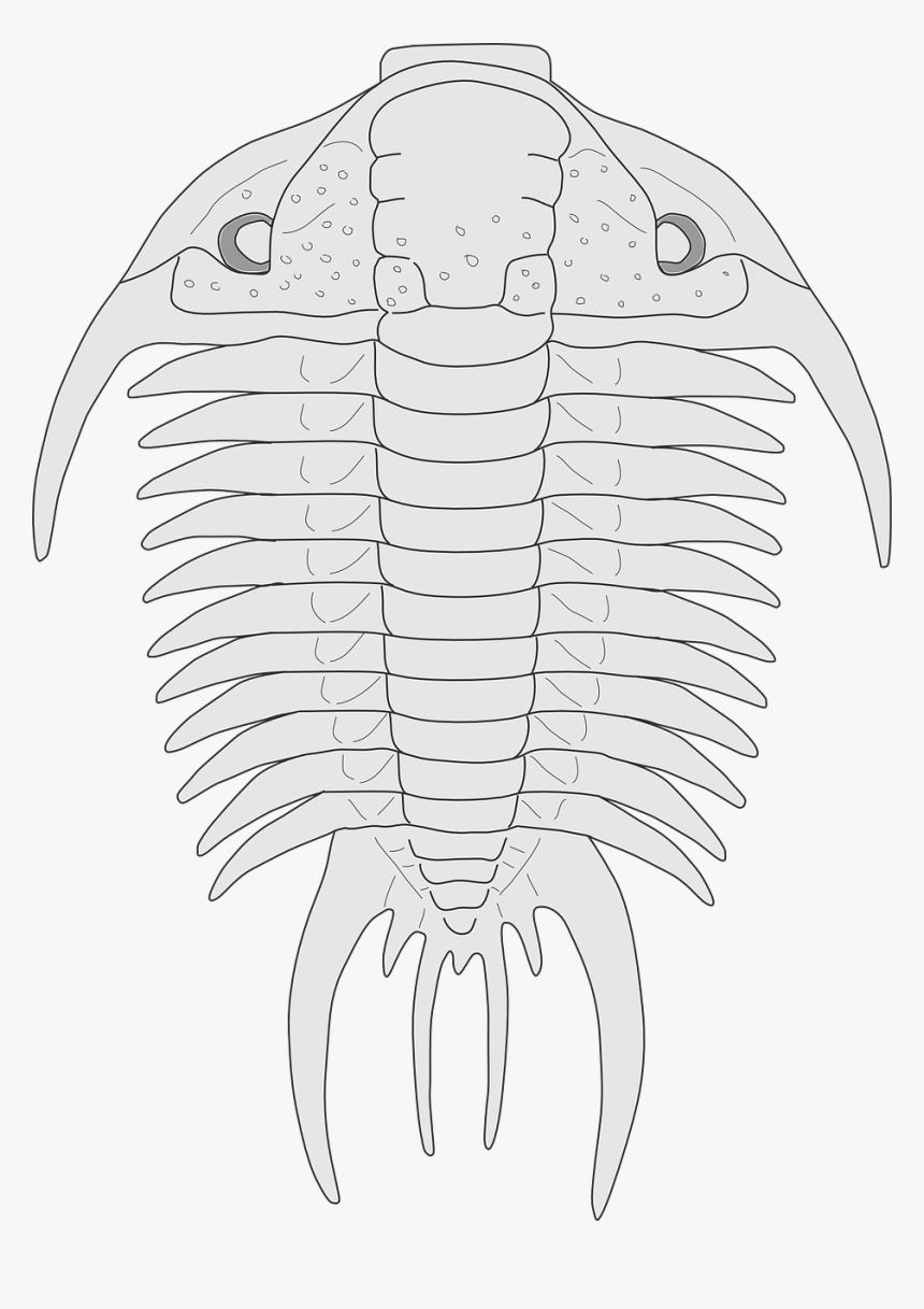 Trilobite, HD Png Download, Free Download