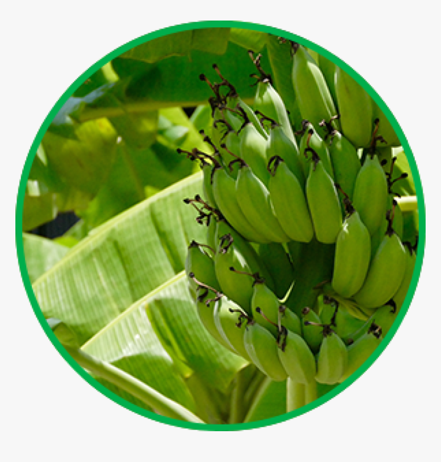 Banana Tissue Culture In India, HD Png Download, Free Download