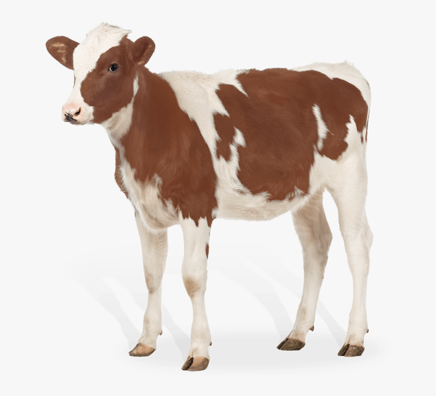 Calf Png 3 » Png Image - Calf Png, Transparent Png, Free Download