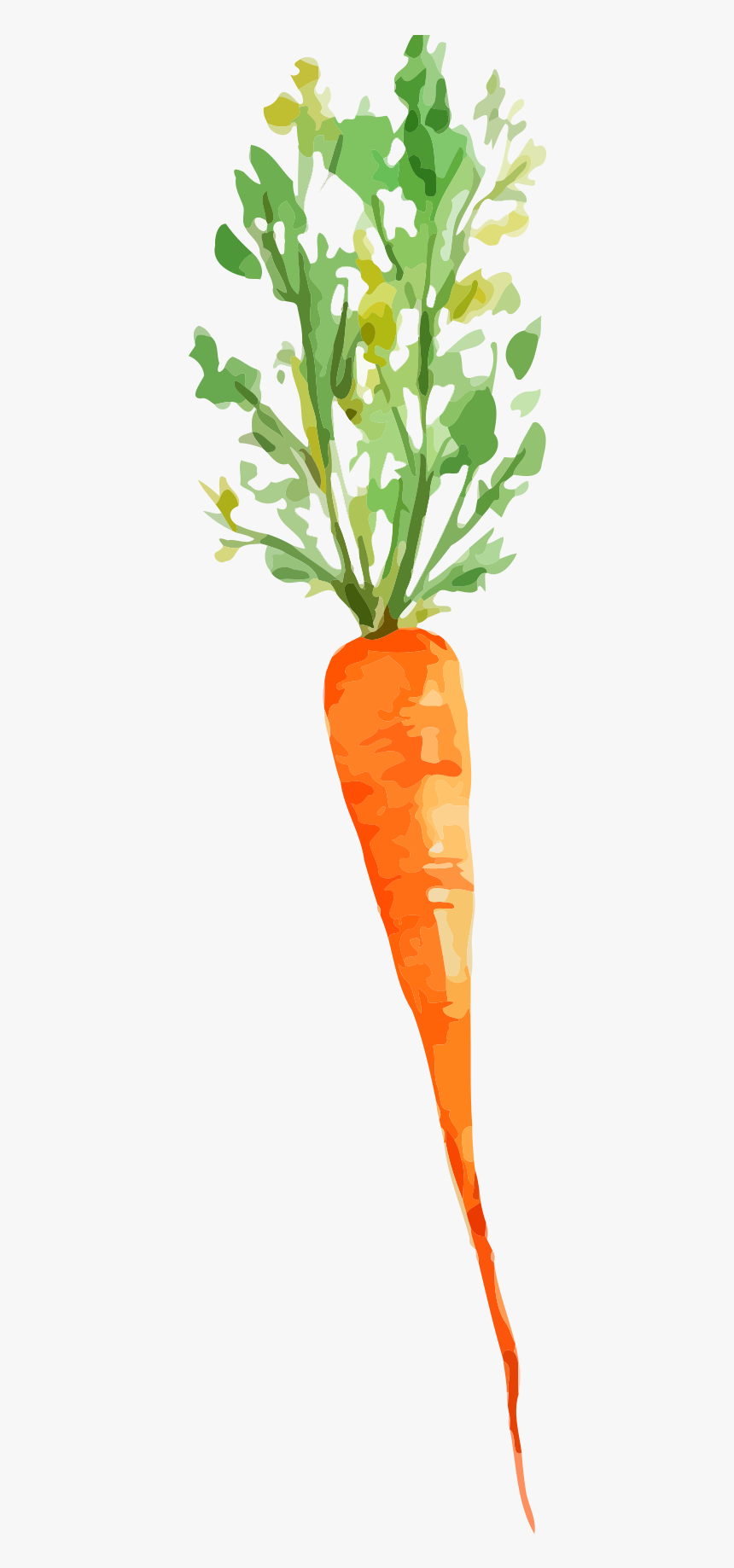 Carrots Png Watercolor - Root Vegetables Vegetables In Ground Drawing, Transparent Png, Free Download