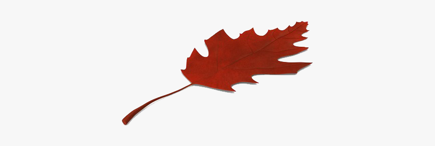 Autumn Leaves Png Image Hd - Maple Leaf, Transparent Png, Free Download