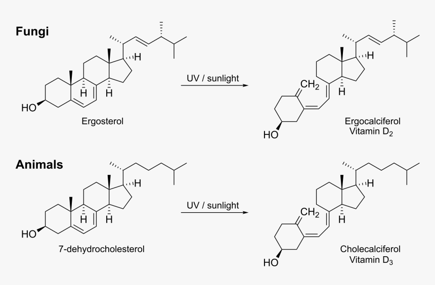 Structure , Png Download - Vitamin D Biosynthesis, Transparent Png, Free Download