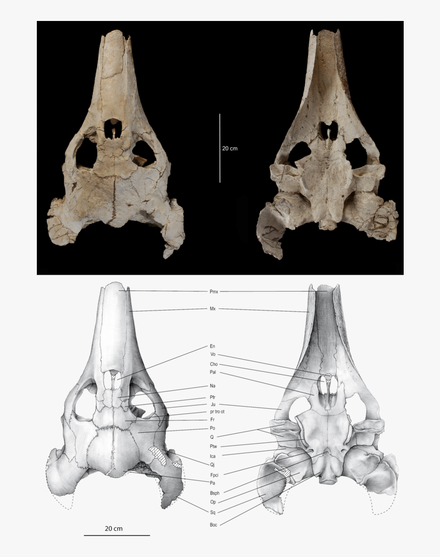 Ocepechelon Bouyai Skull Dors Vent - Crane De Tortue Marine, HD Png Download, Free Download