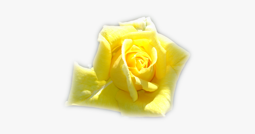 Paisajes Y Flores Png - Descripcion De Una Rosa, Transparent Png, Free Download