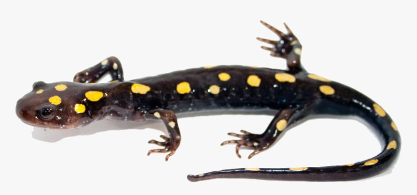 Salamander Png Image - Salamander Transparent Png, Png Download, Free Download