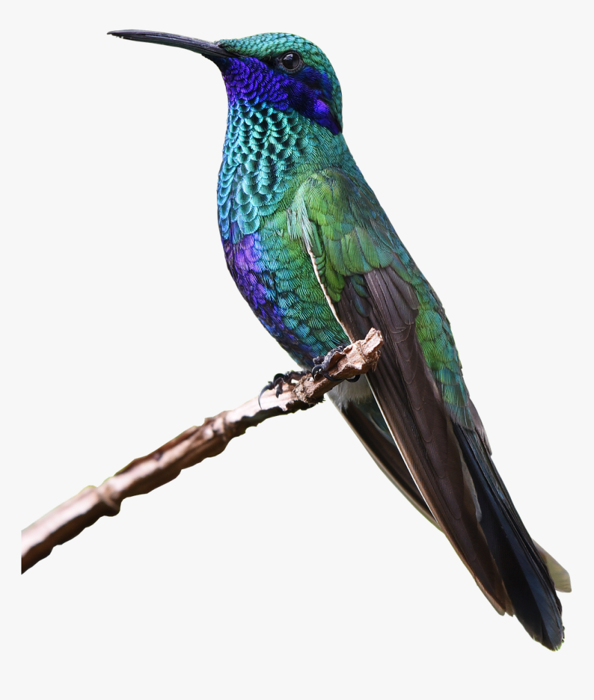 Bee Hummingbird , Png Download - Colorful Flying Birds, Transparent Png, Free Download