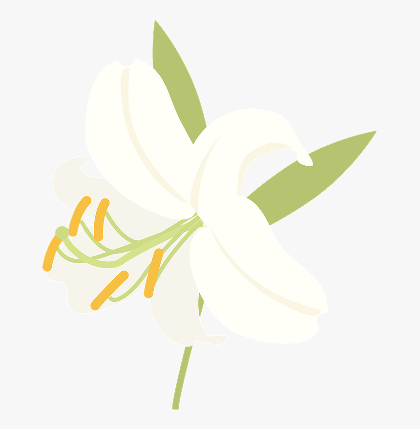 Еaster Lily Clipart - Crinum, HD Png Download, Free Download