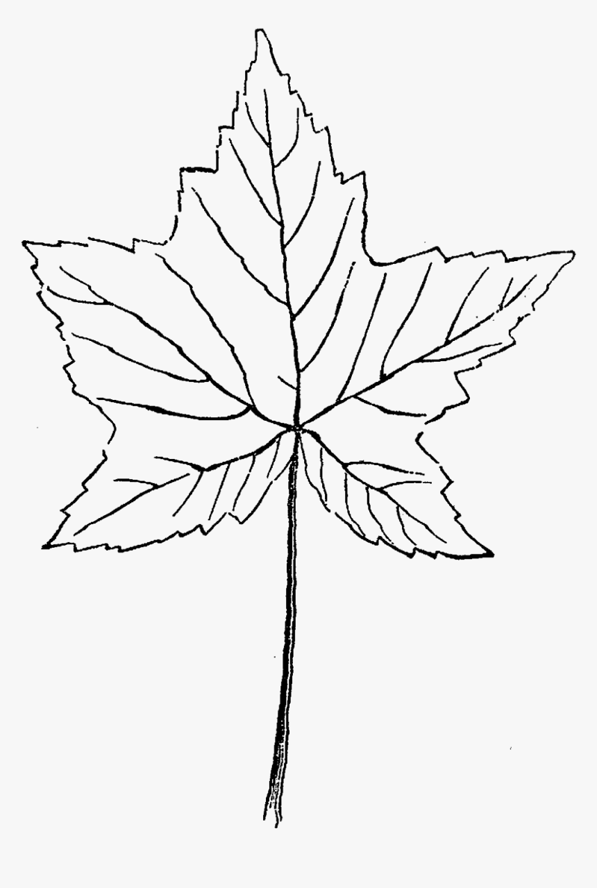 Maple Leaf Illustration Download Botanical Art - Sketch, HD Png Download, Free Download