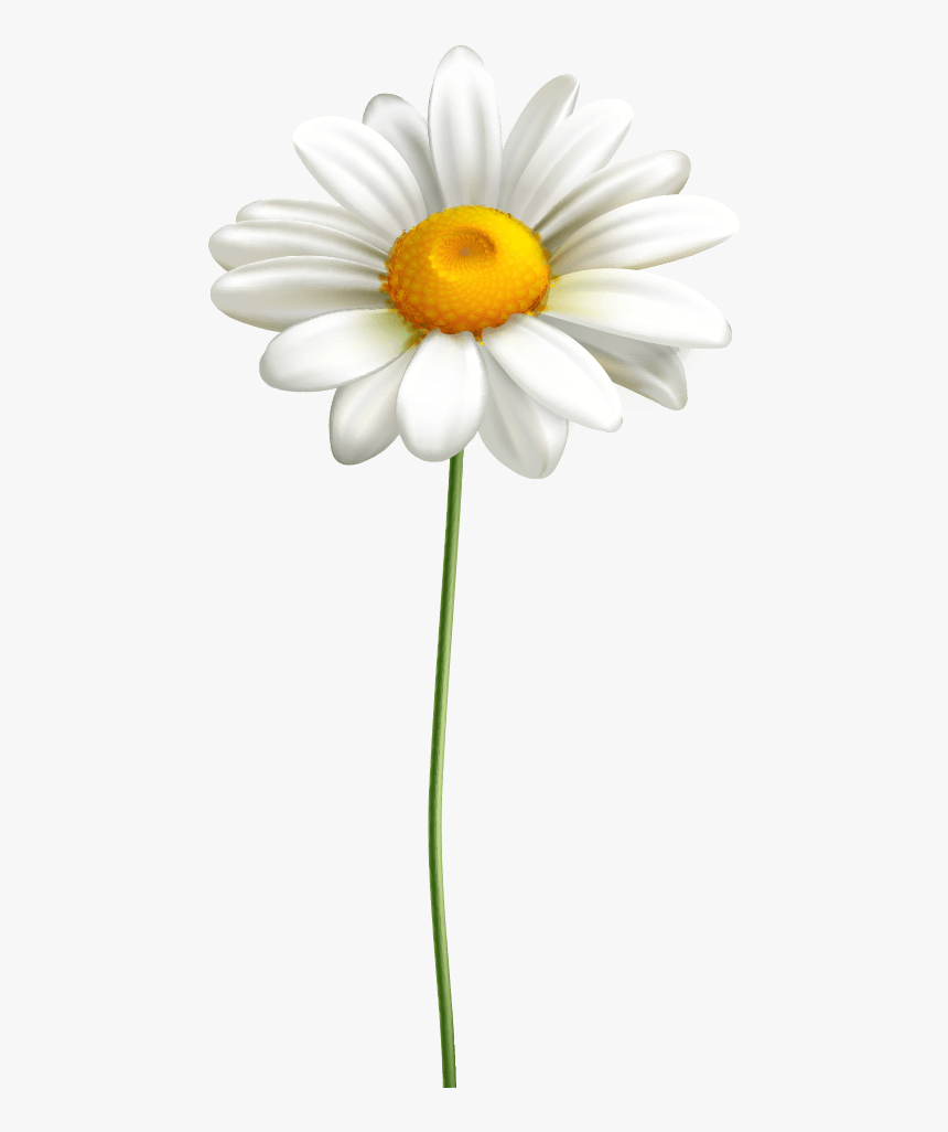 Oxeye Daisy, HD Png Download, Free Download