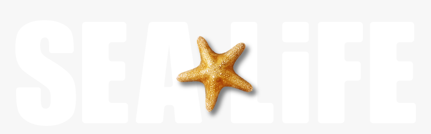 Starfish, HD Png Download, Free Download