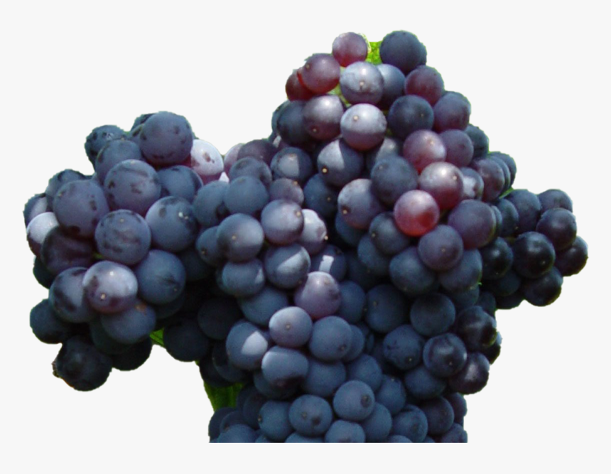 Currant Png Photo - Seedless Fruit, Transparent Png, Free Download