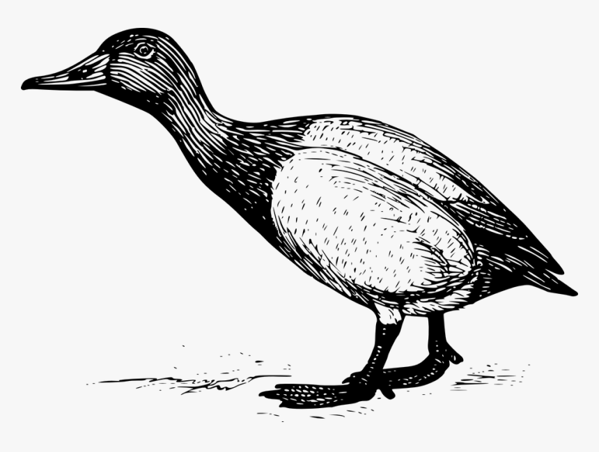 Standing Duck Engraving, HD Png Download, Free Download