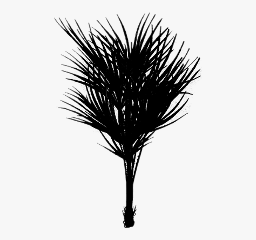 Bush Drawing Palm Tree - Silhouette, HD Png Download, Free Download