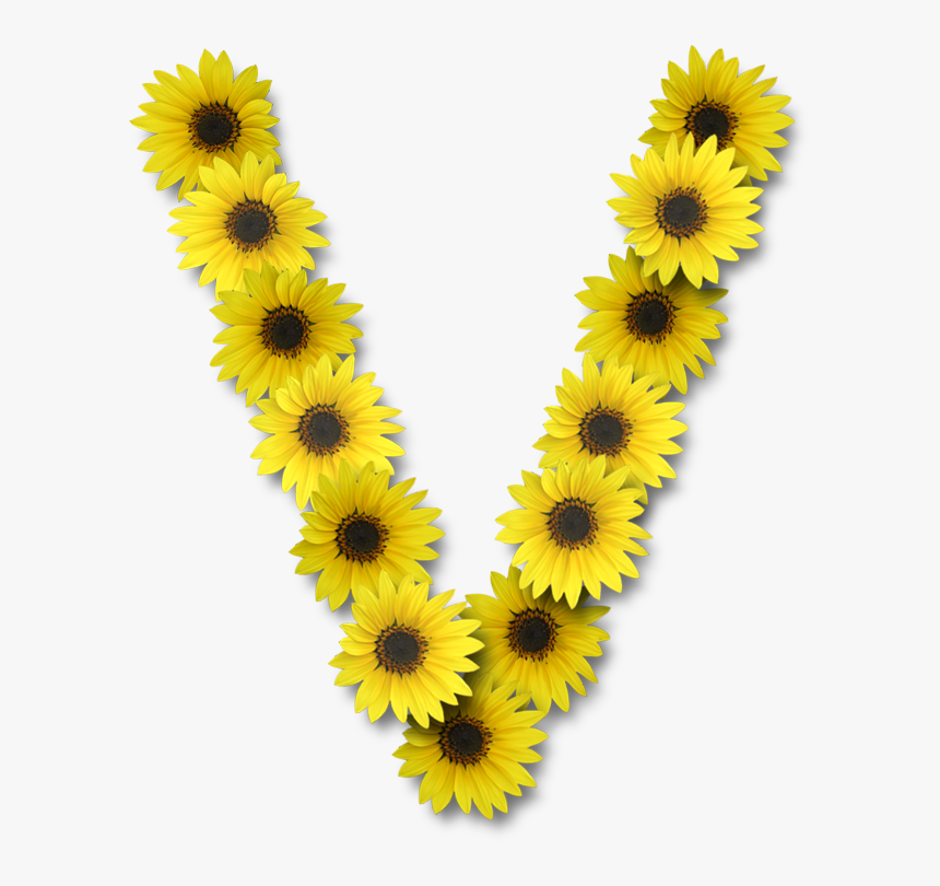 Sunflower Alphabet Png - V With A Sunflower, Transparent Png, Free Download