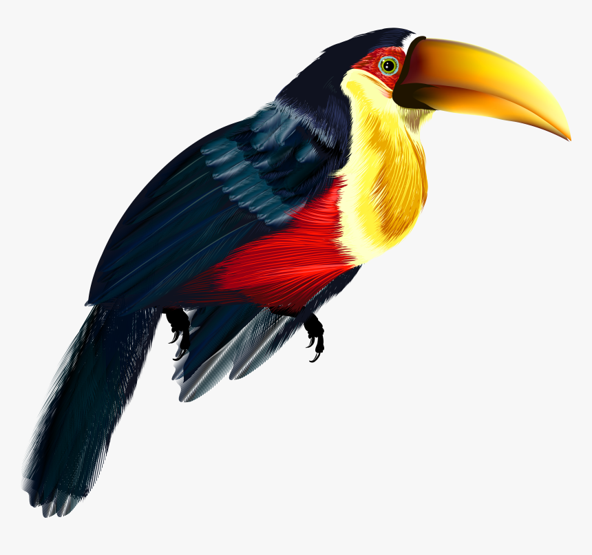 Toucan Clipart Bird"s - Transparent Toucan Clipart, HD Png Download, Free Download