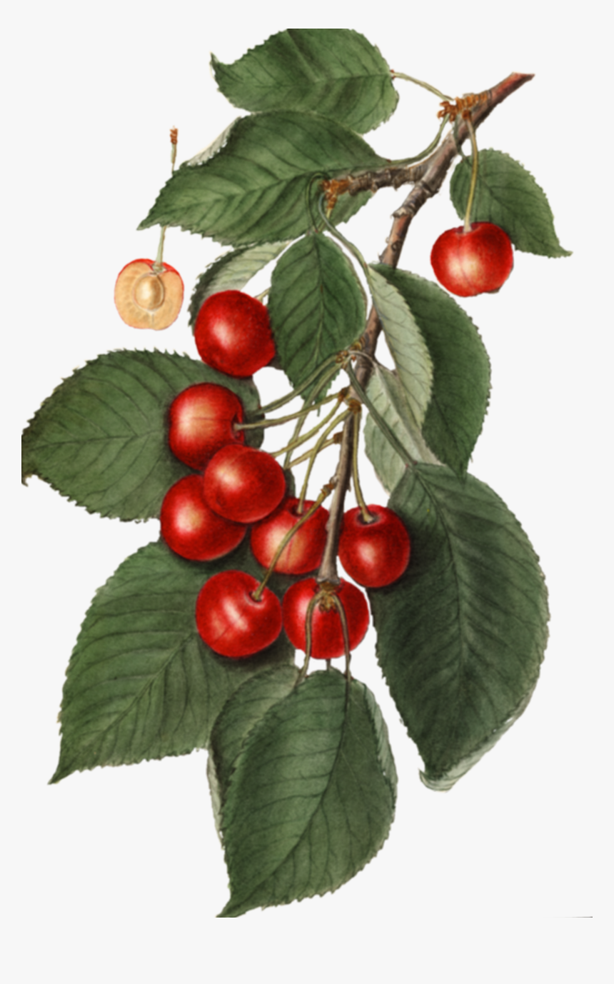 Cherry, HD Png Download, Free Download