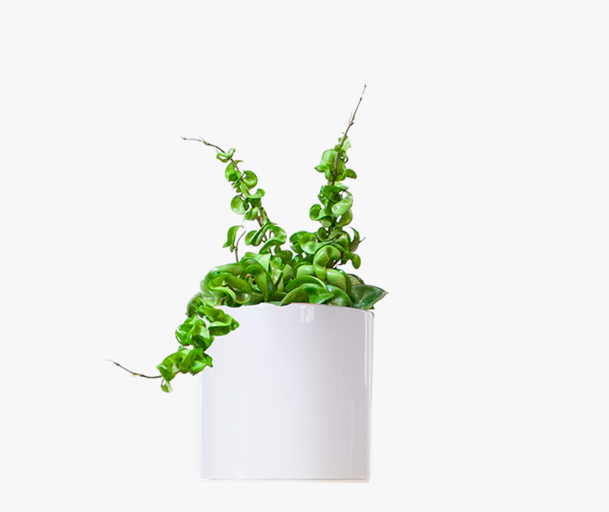 Large / Cylinder - Houseplant, HD Png Download, Free Download