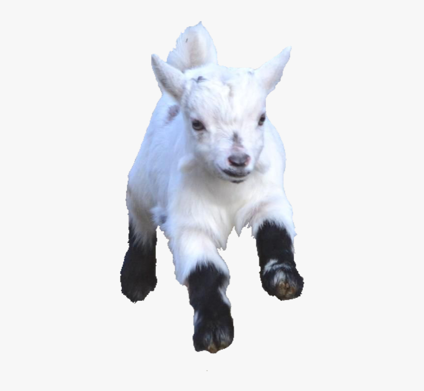 #babygoat #babygoats #goat #goats #freetoedit - Goat, HD Png Download, Free Download