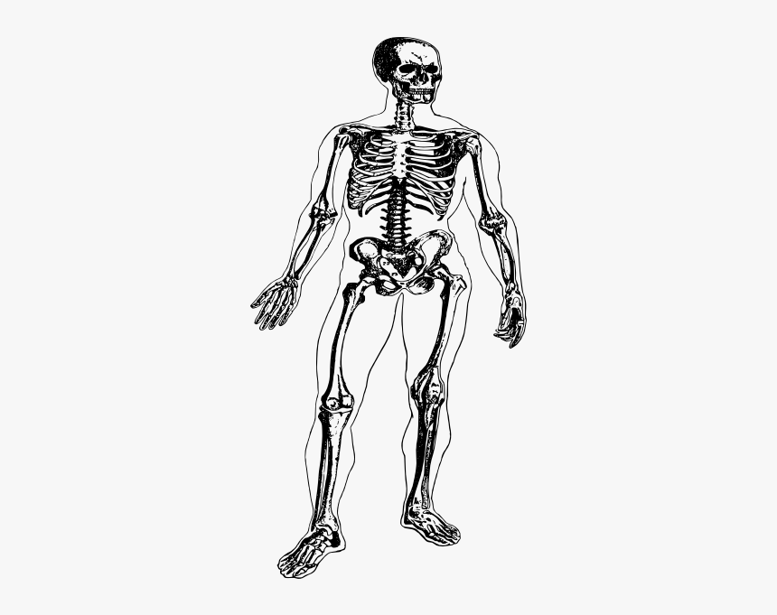 Skeleton In A Body - Illustration, HD Png Download, Free Download