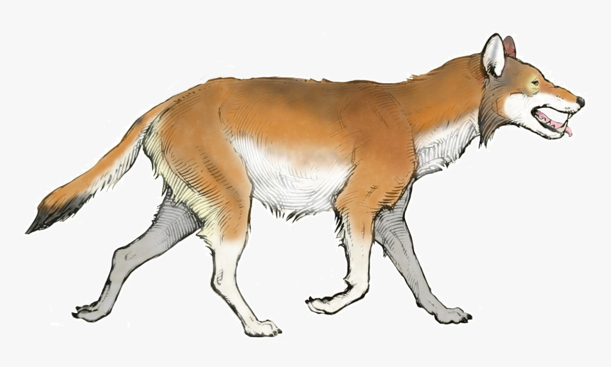 The American Museum Journal ) (canis Dirus) Transparent - Canis Dirus, HD Png Download, Free Download