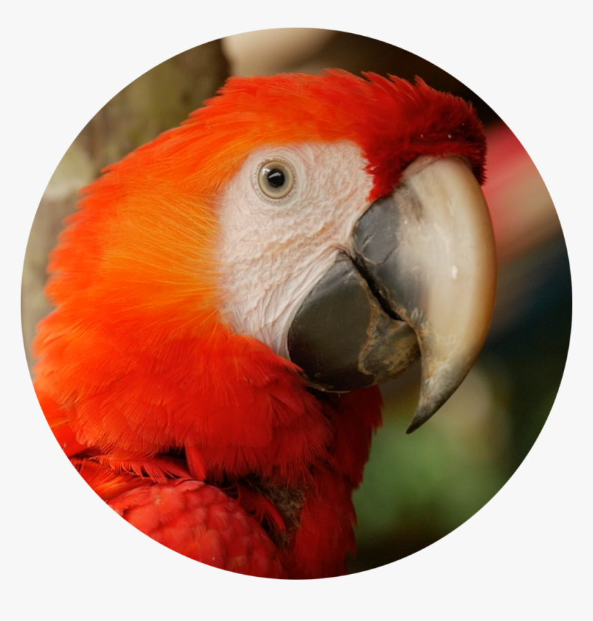 Parrot Round - Macaw, HD Png Download, Free Download