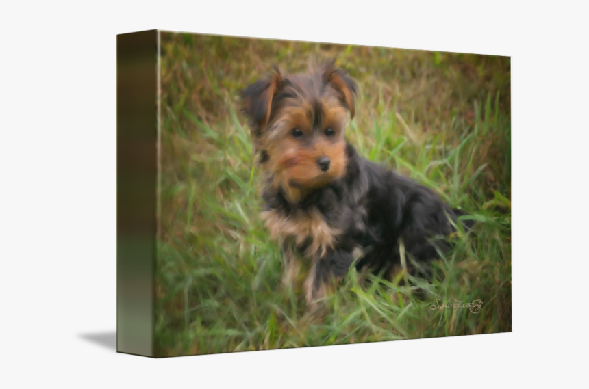 Terrier Drawing Teacup Yorkie - Yorkshire Terrier, HD Png Download, Free Download