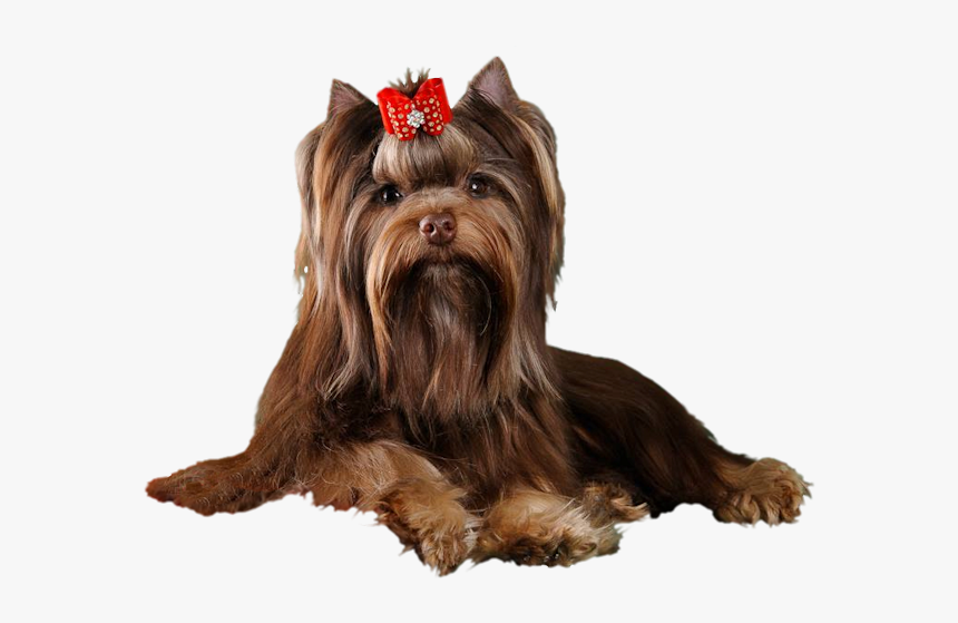 Choc Yorkie Png - Yorkshire Terrier, Transparent Png, Free Download