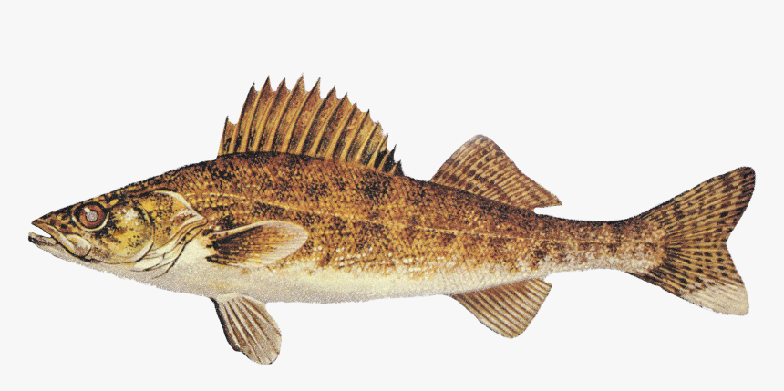 Sea Bass, HD Png Download, Free Download