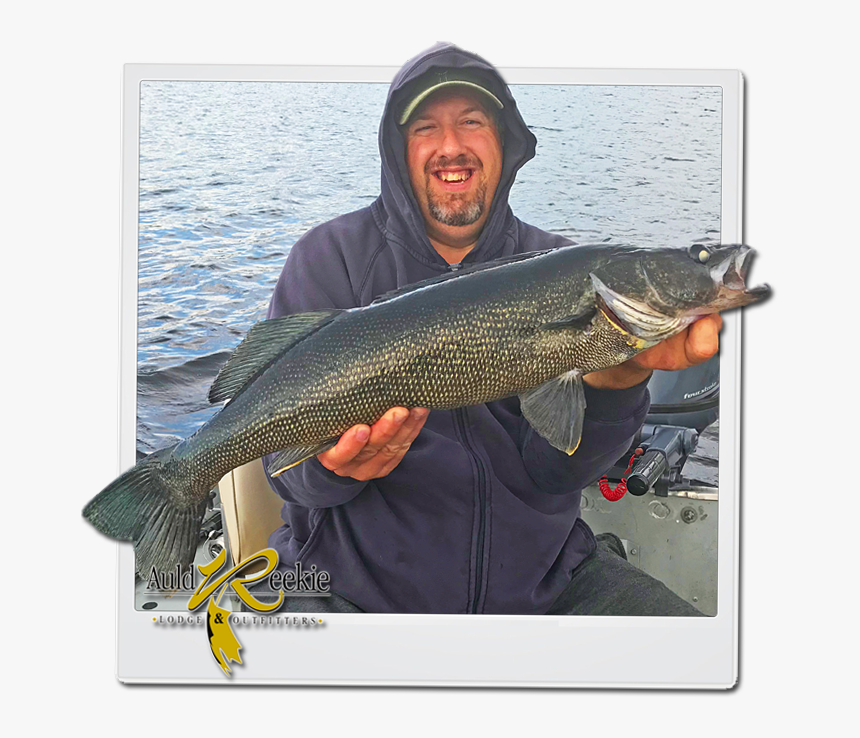 Walleye - Pull Fish Out Of Water, HD Png Download, Free Download