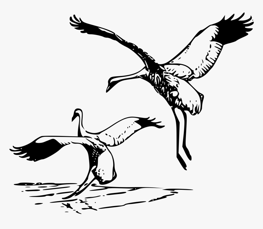 Whooping Crane 2 Clip Arts - Whooping Cranes Black And White, HD Png Download, Free Download