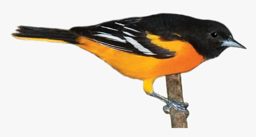 Picture - Oriole, HD Png Download, Free Download