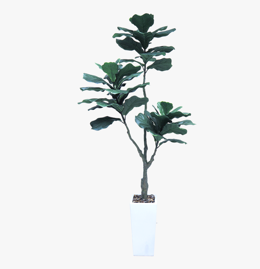 Houseplant, HD Png Download, Free Download