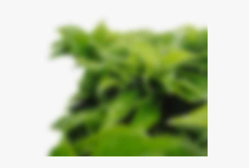 Blurred Leaves Foreground Png, Transparent Png, Free Download