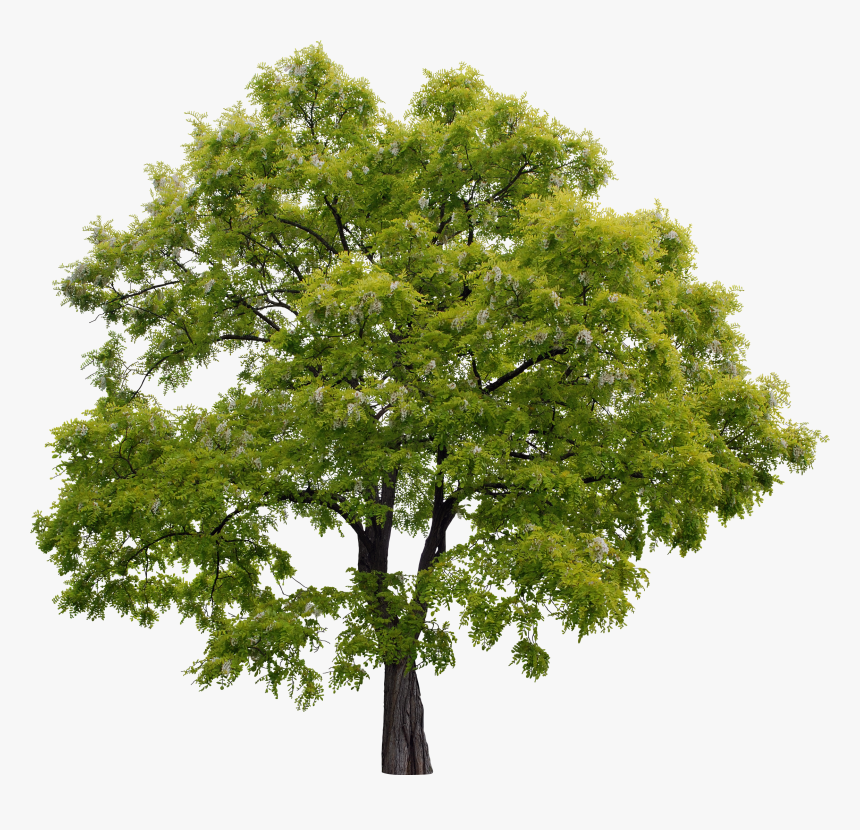 tree for photoshop free download
