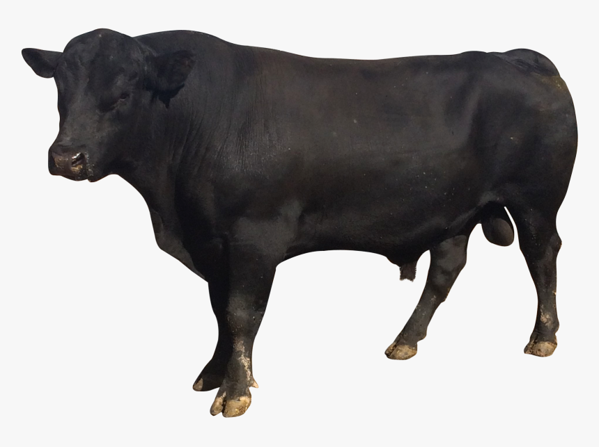 Bull Png, Transparent Png, Free Download